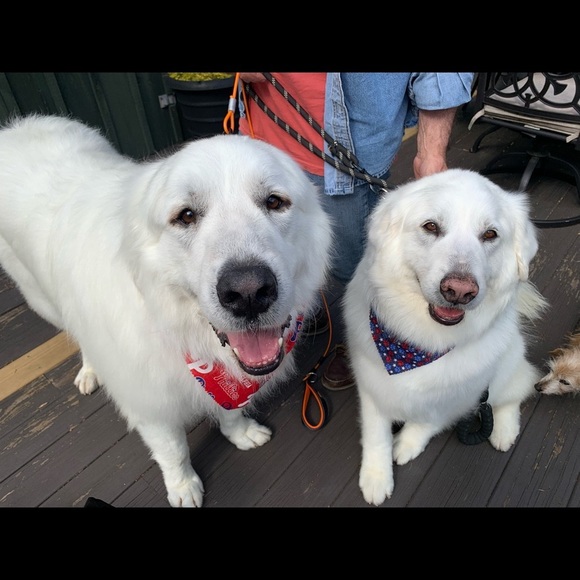 Meet your Posher, Julia - Picture 1 of 1